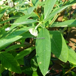 edgeworthia-chrysantha-reddragon-1