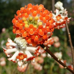edgeworthia-chrysantha-red-dragon-2
