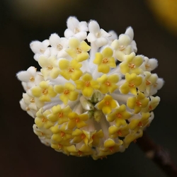 edgeworthia-chrysantha-grandiflora-1