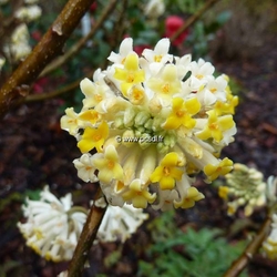 edgeworthia-chrysantha-4