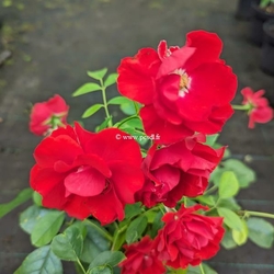 Rosa Black Forest Rose (1)